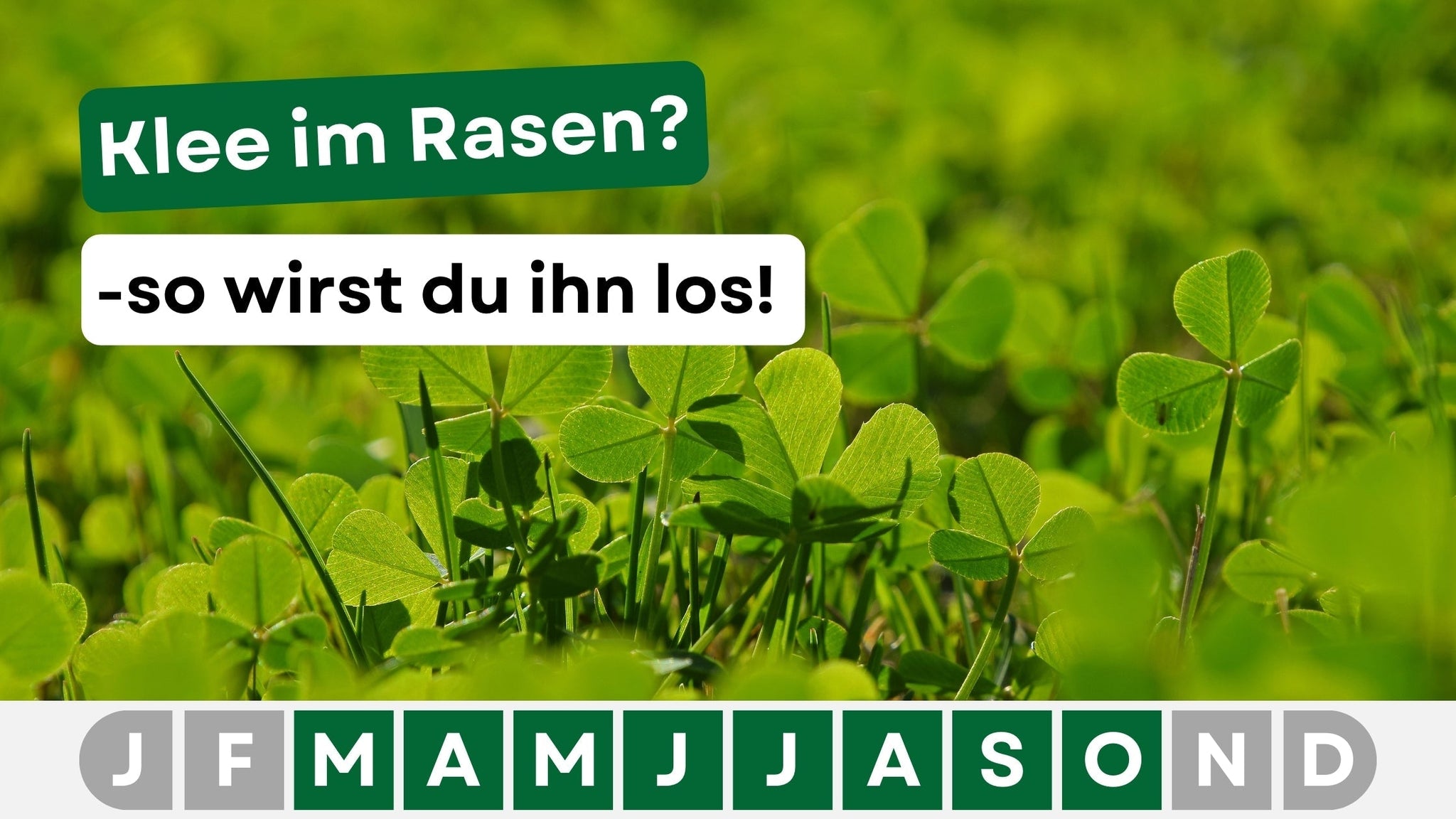 dünger gemüsepflanzen Bio Flüssigdünger für Tomaten & Gemüse