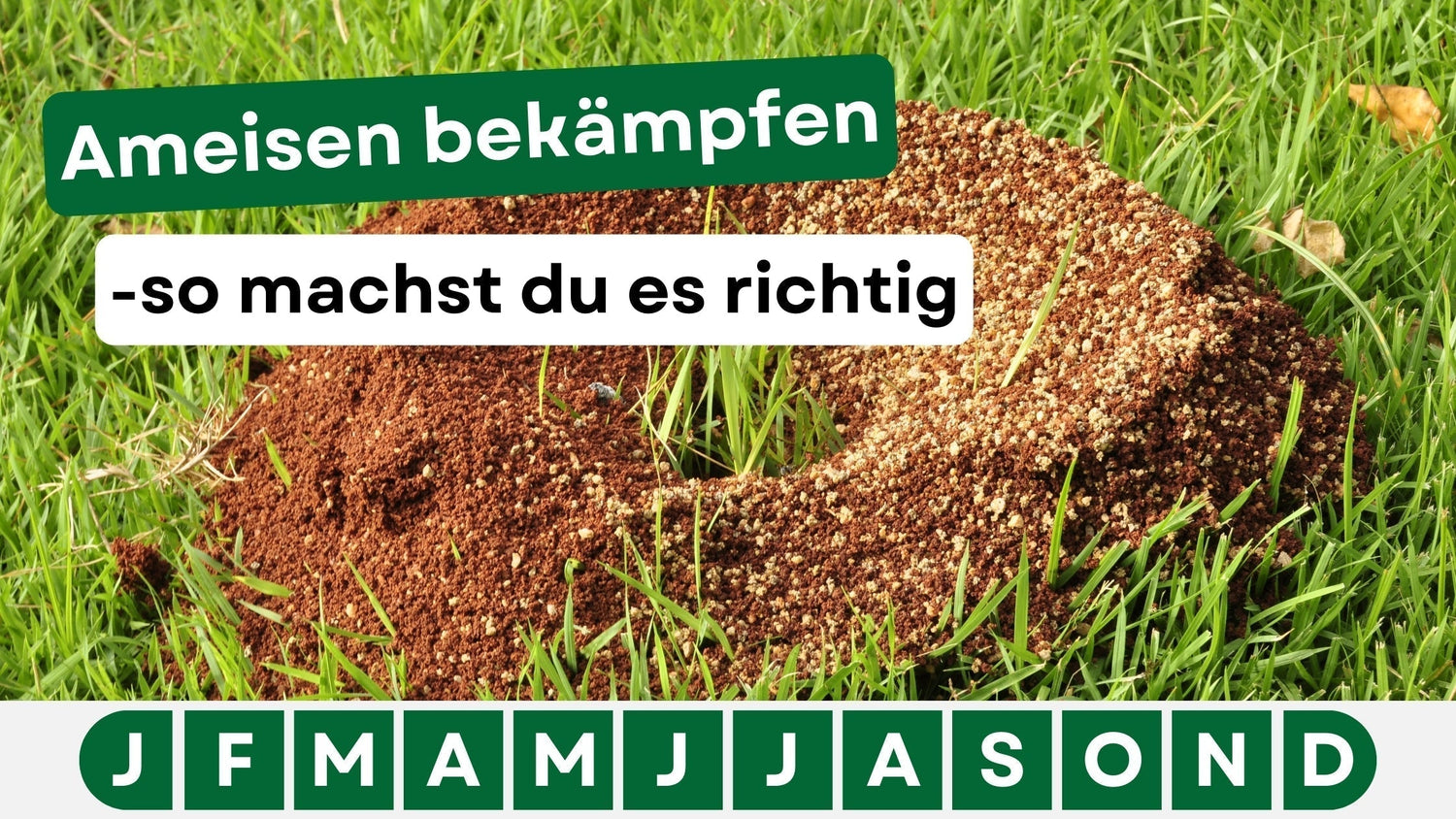 Ameisen bekämpfen: Effektive Tipps für Haus und Garten ohne Chemie