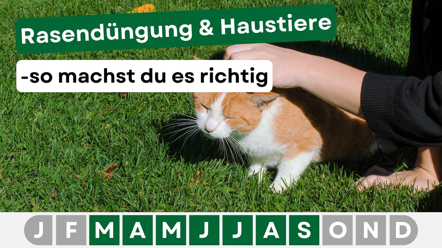 Rasendüngung und Haustiere – So bleibt dein Garten sicher für Hund und Katze