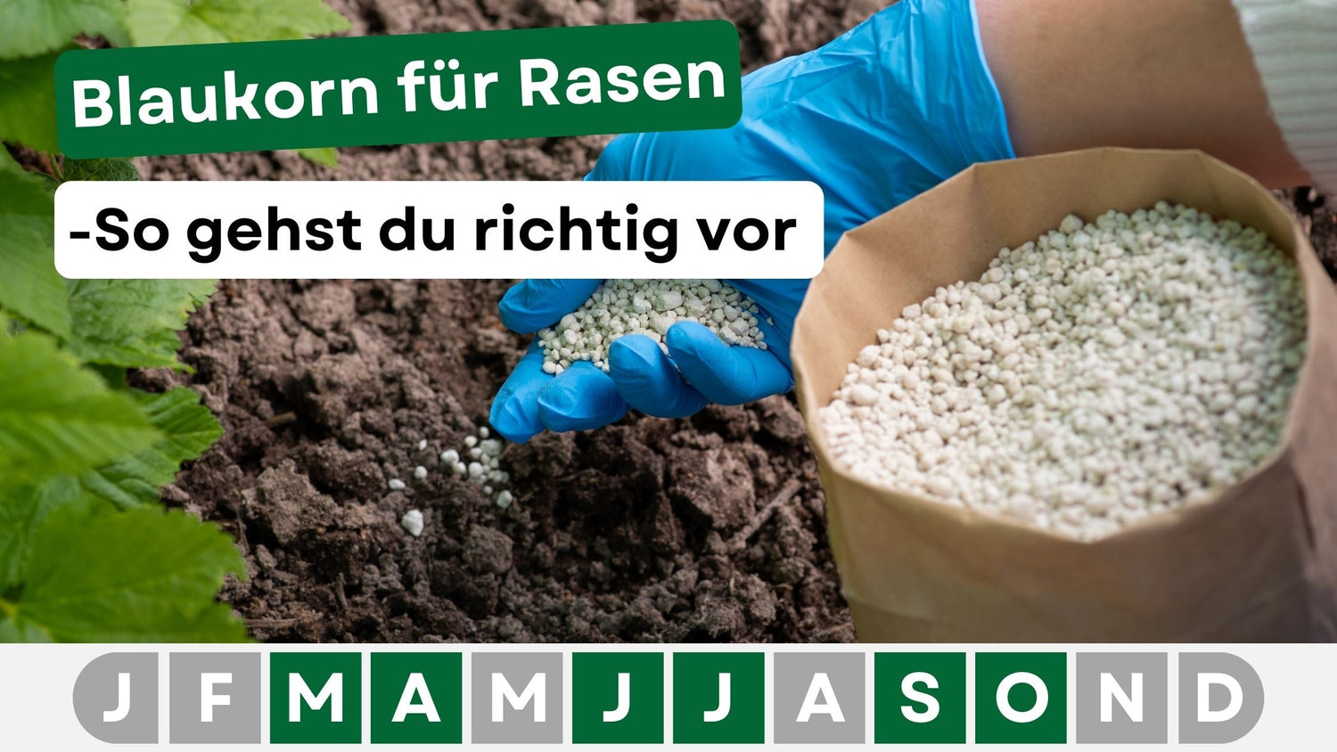 Blaukorn für Rasen: Anwendung, Vorteile und typische Fehler vermeiden