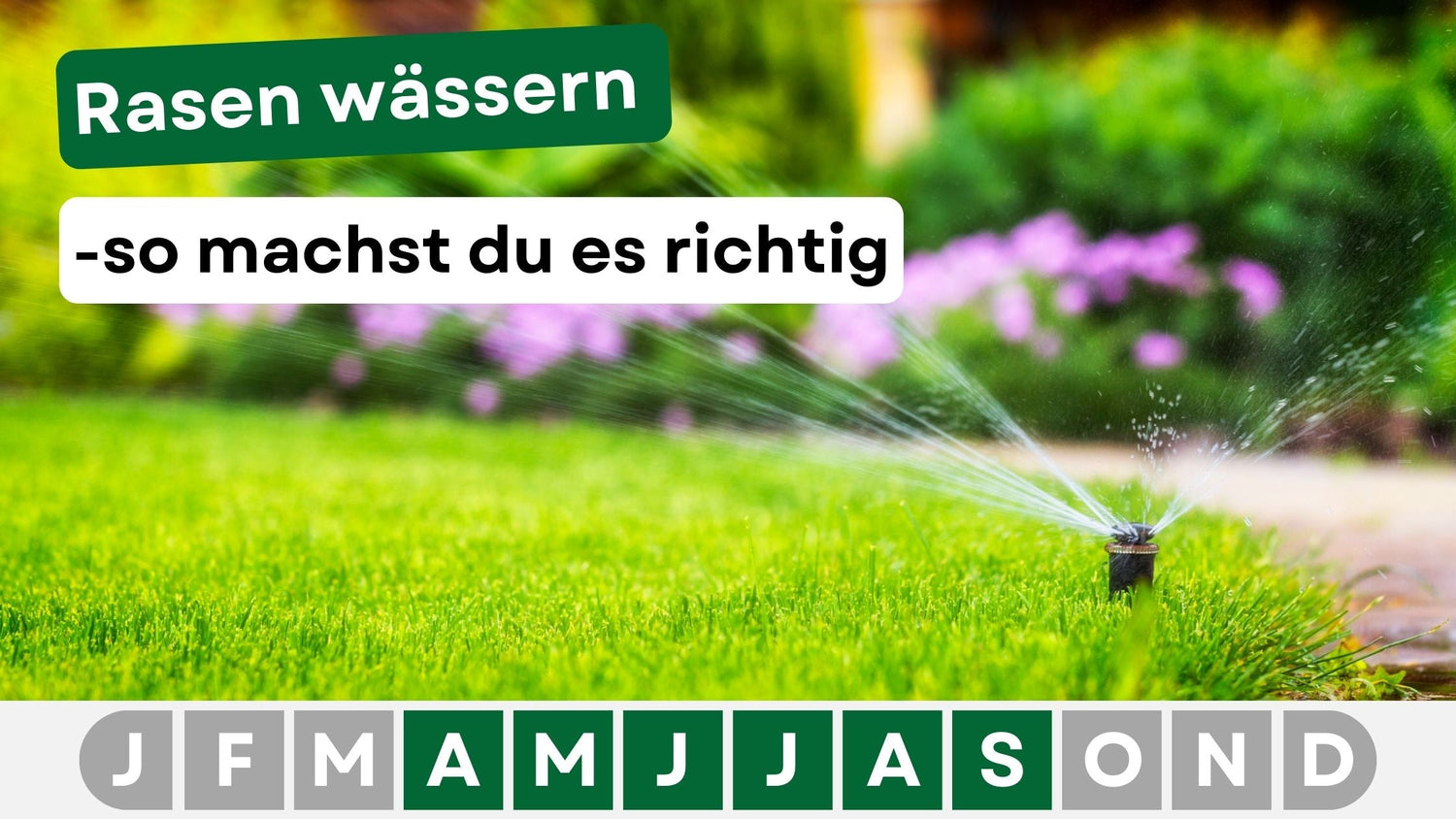 Rasen richtig wässern: Die besten Tipps für einen gesunden und grünen Garten