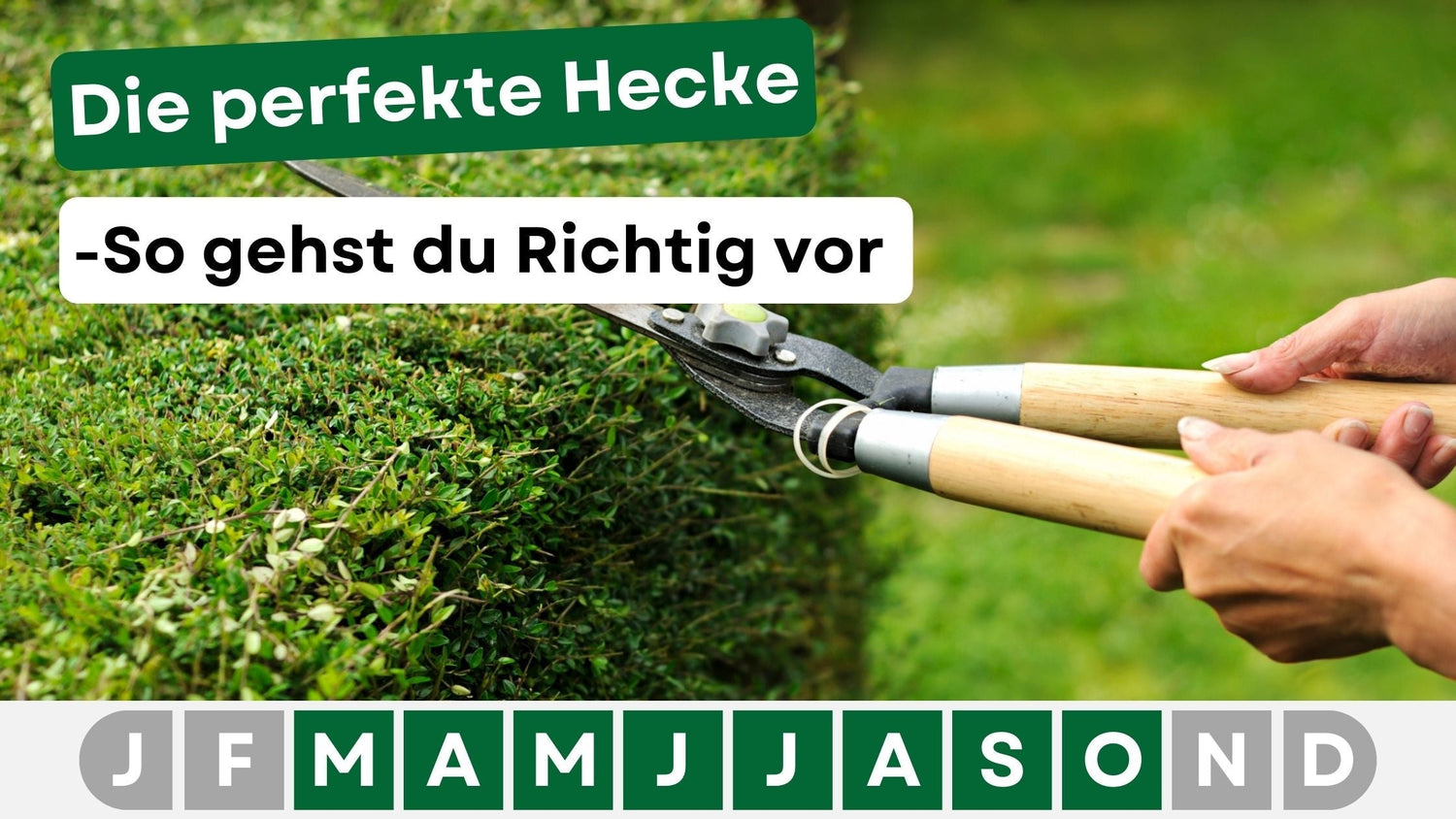 Die perfekte Hecke: Auswahl, Pflege & Tipps für deinen Garten