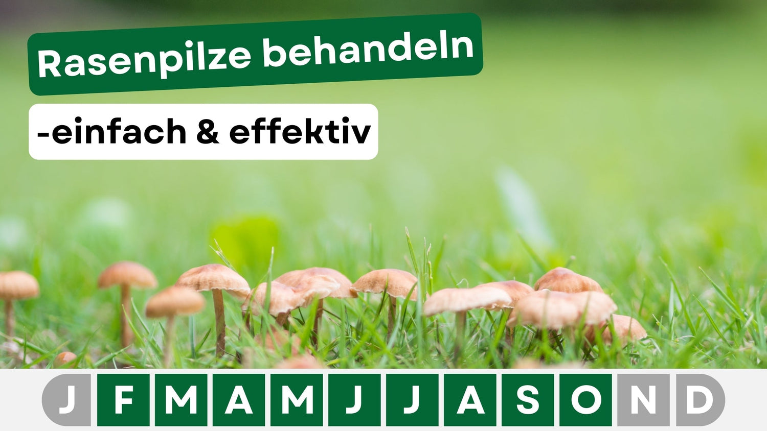 Rasenpilz erkennen und behandeln: So wird dein Rasen wieder gesund