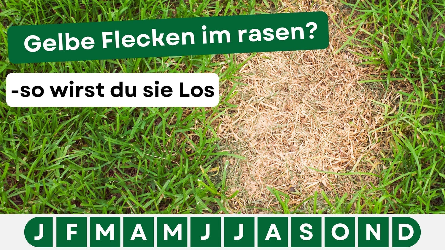 Gelbe Flecken im Rasen: Ursachen, Lösungen & Vorbeugung