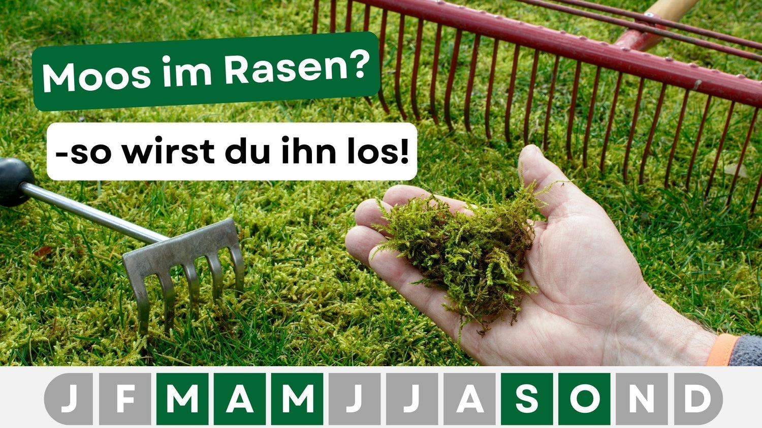 Moos im Rasen entfernen: Effektive Tipps für gesunden Rasen