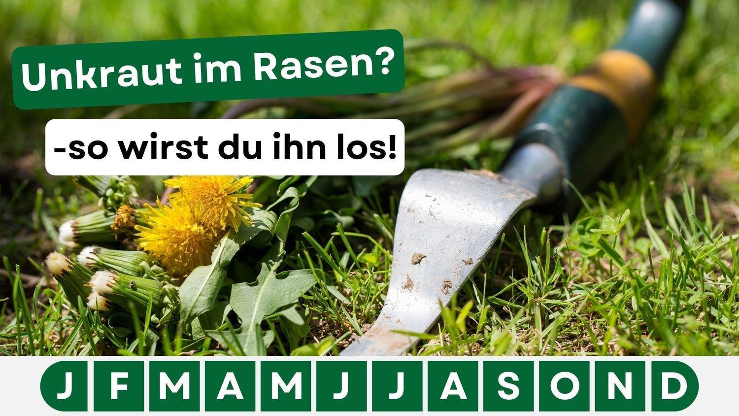 Unkraut im Rasen entfernen: Tipps für einen dichten und gesunden Rasen