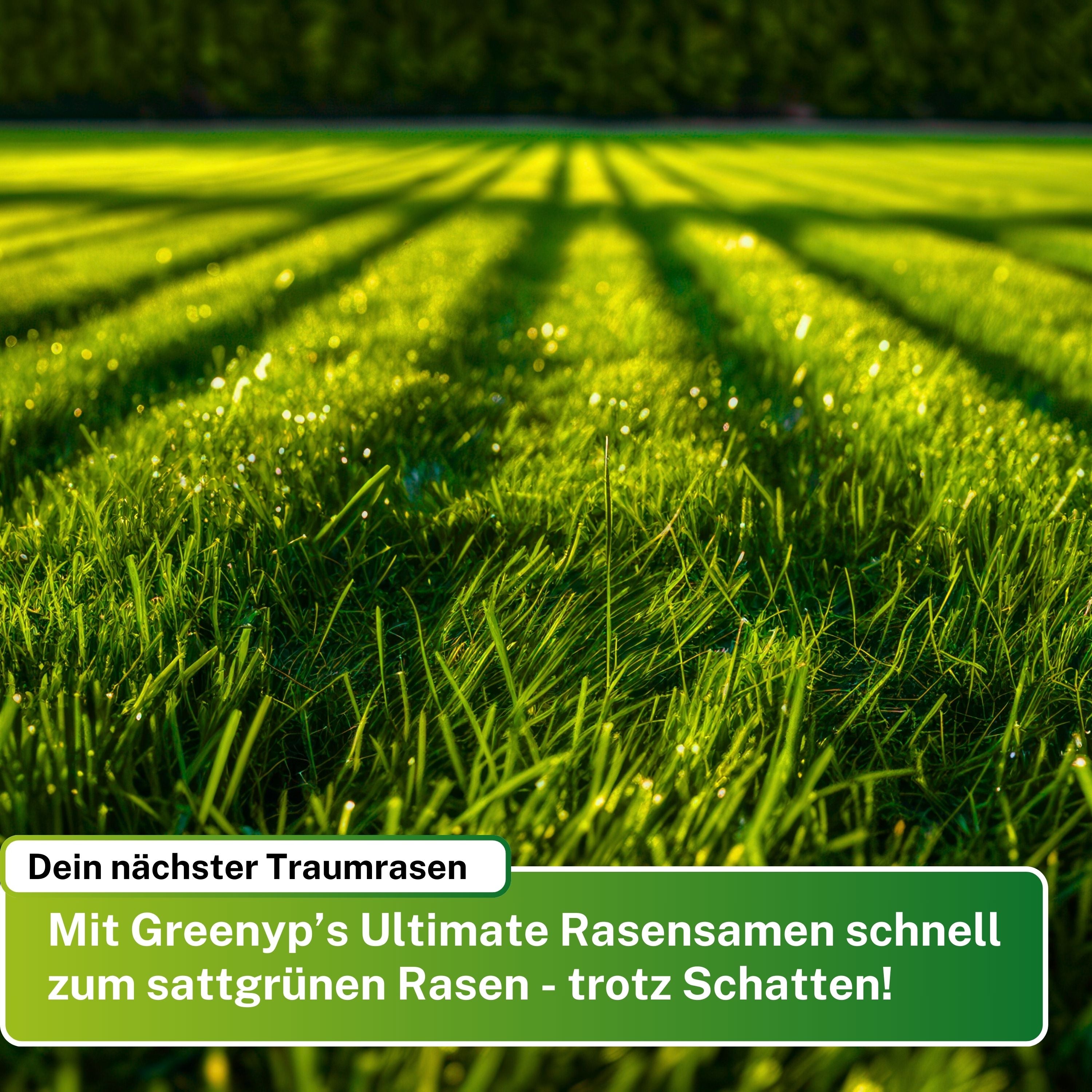 Schattenrasen RSM
