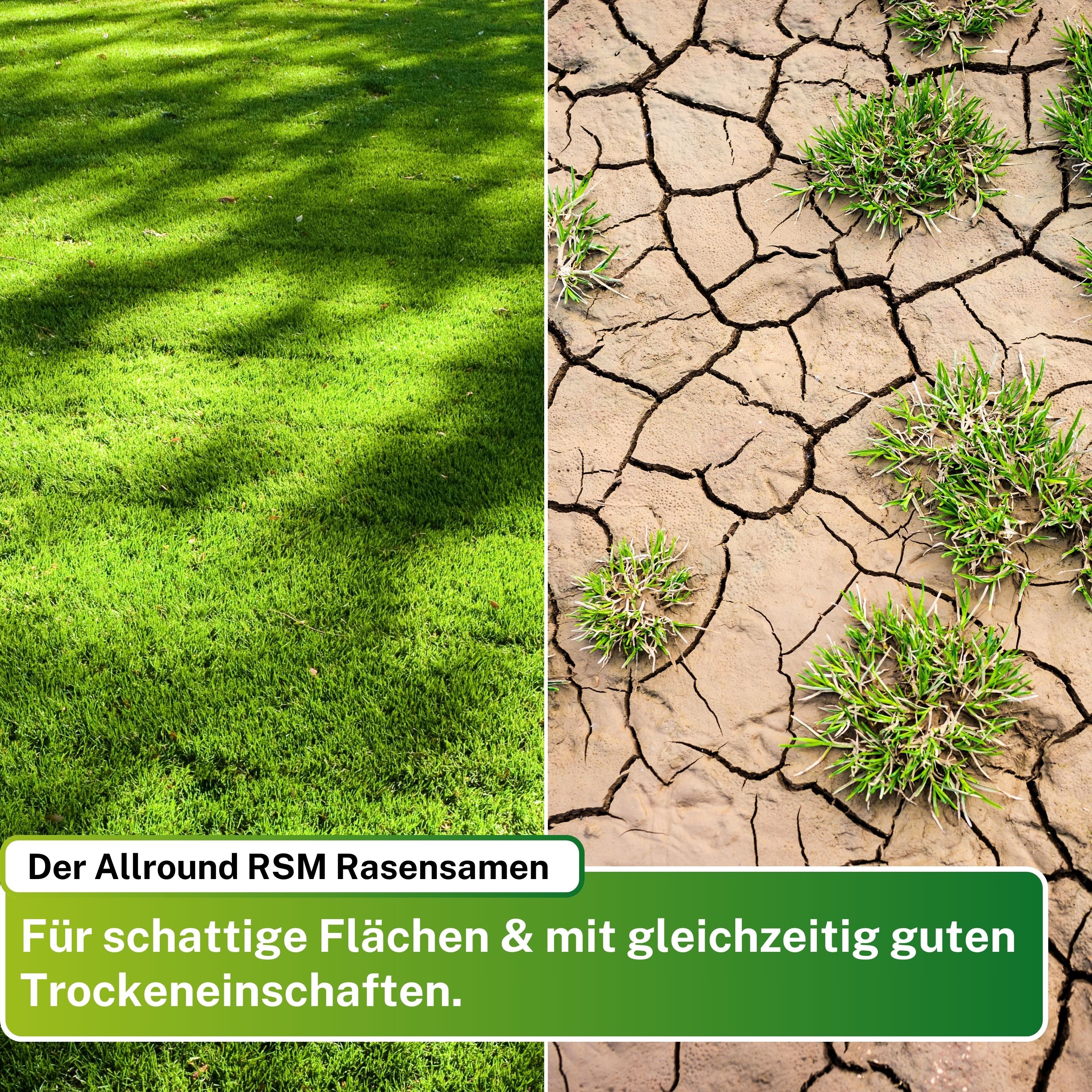 Schattenrasen RSM