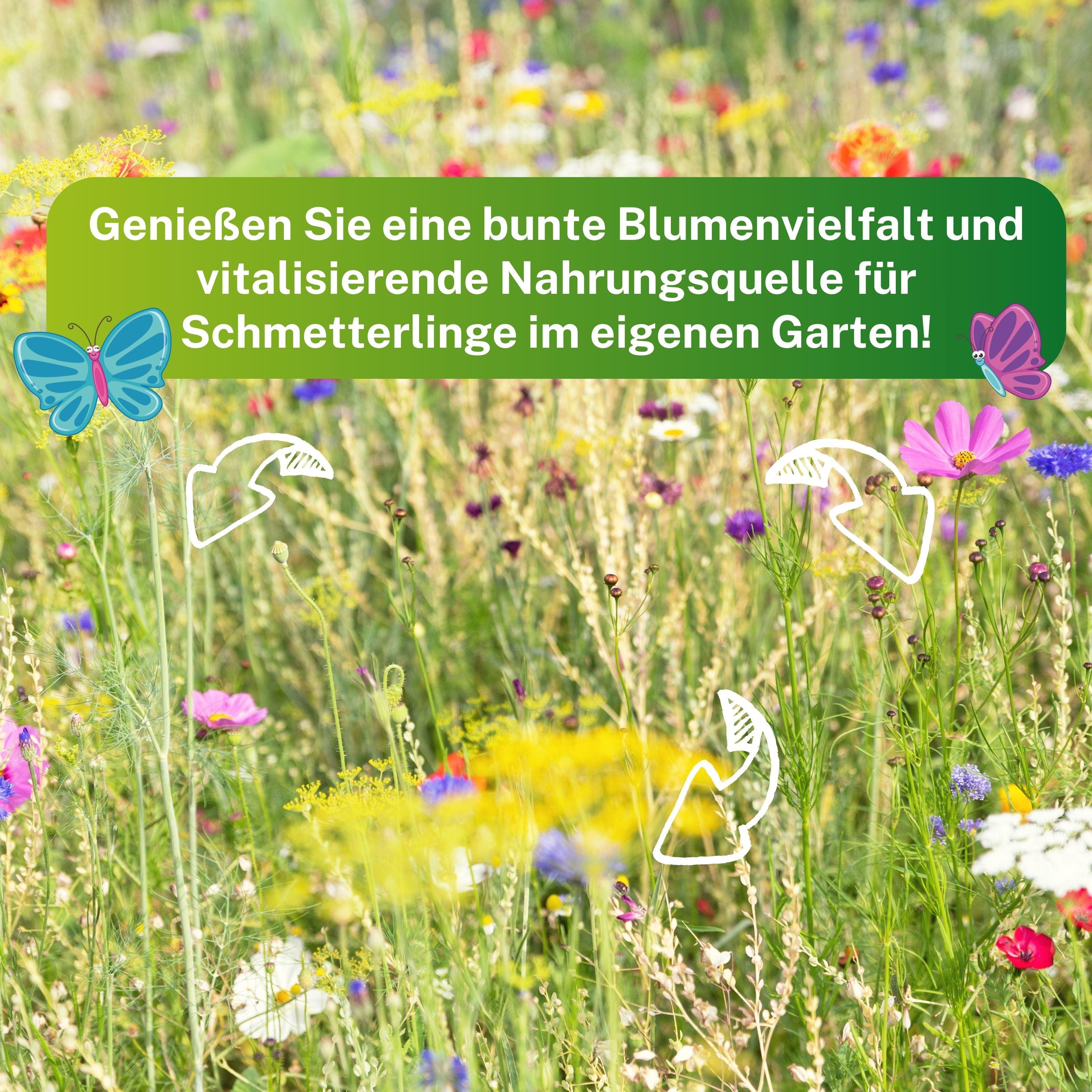 Schmetterlingstreff