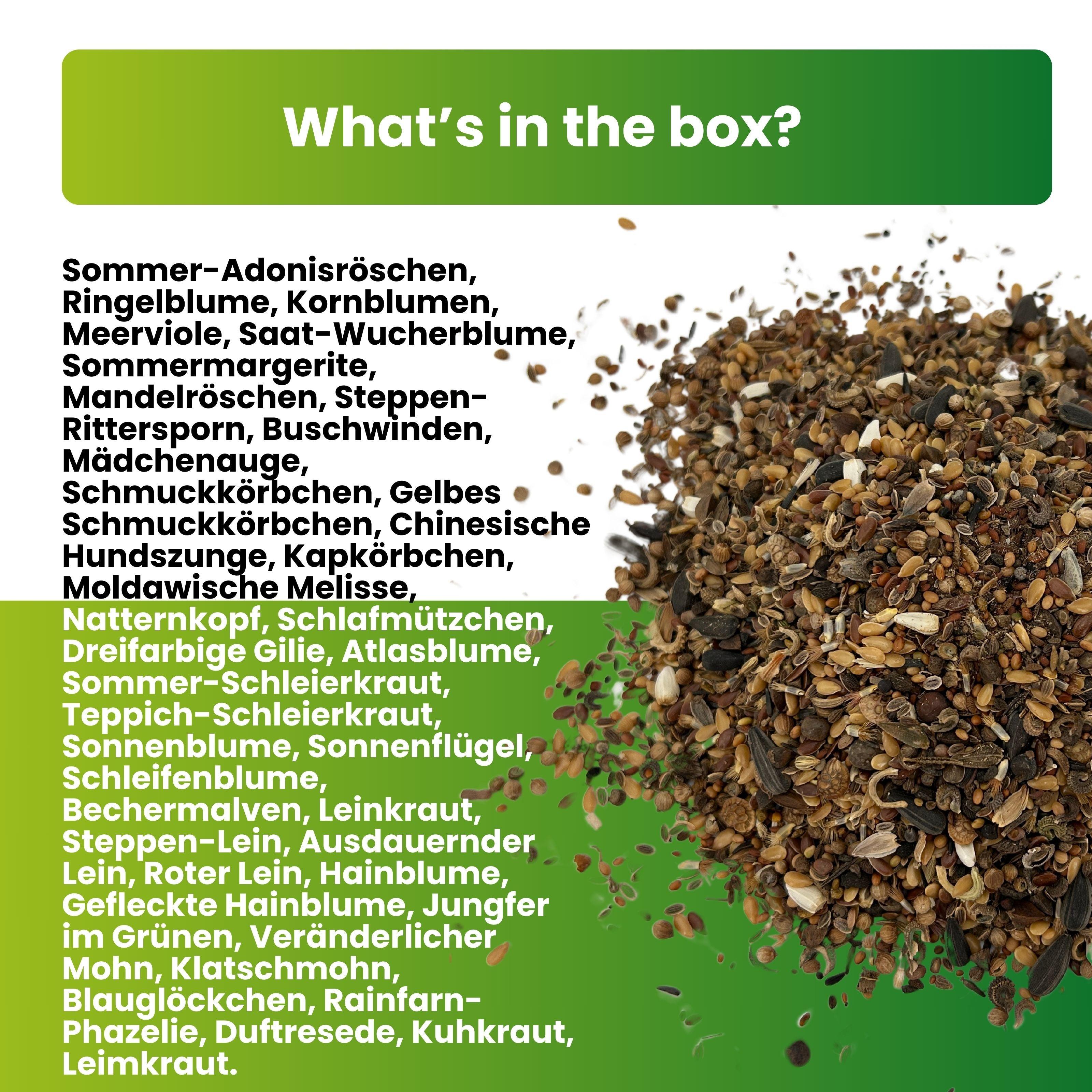 Schmetterlingstreff