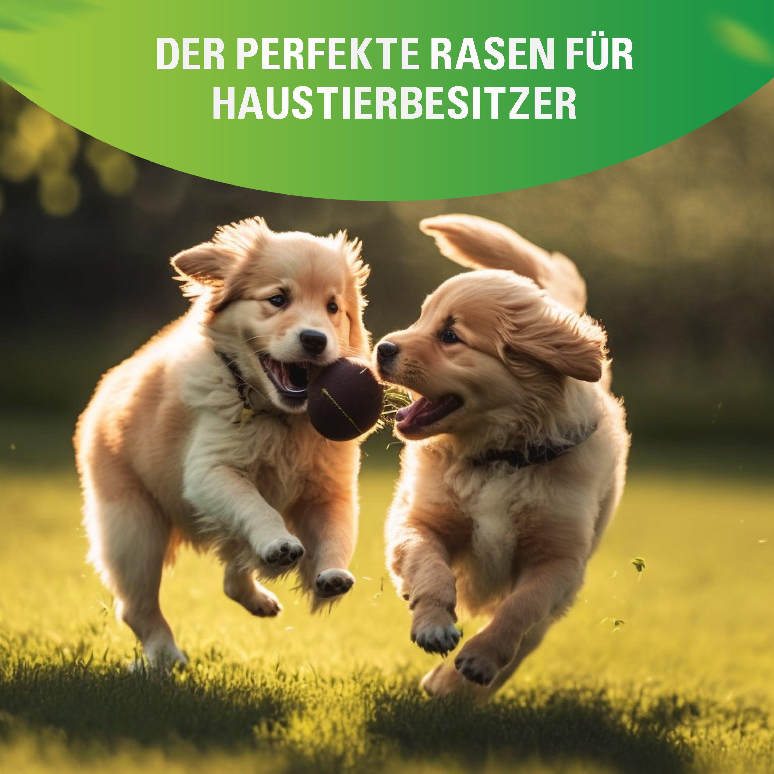 Sport- und Spielrasen