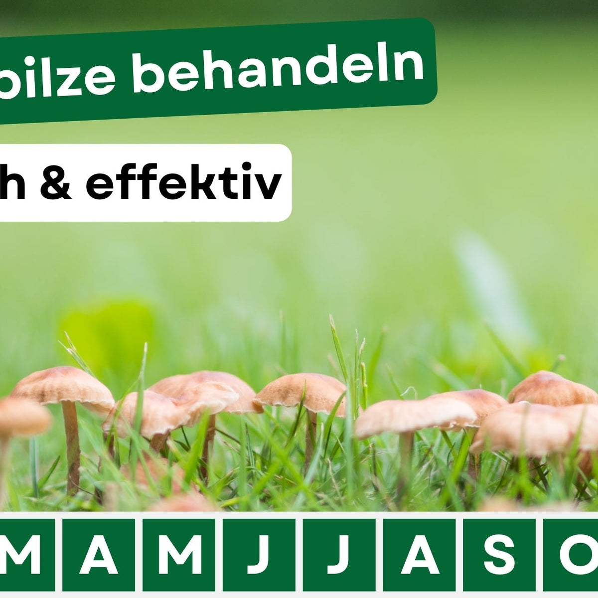 Rasenpilz erkennen und behandeln: So wird dein Rasen wieder gesund