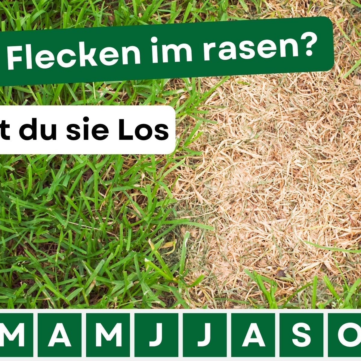 welchen dünger für pampasgras Pampasgras-Dünger — Silberkraft main image 1