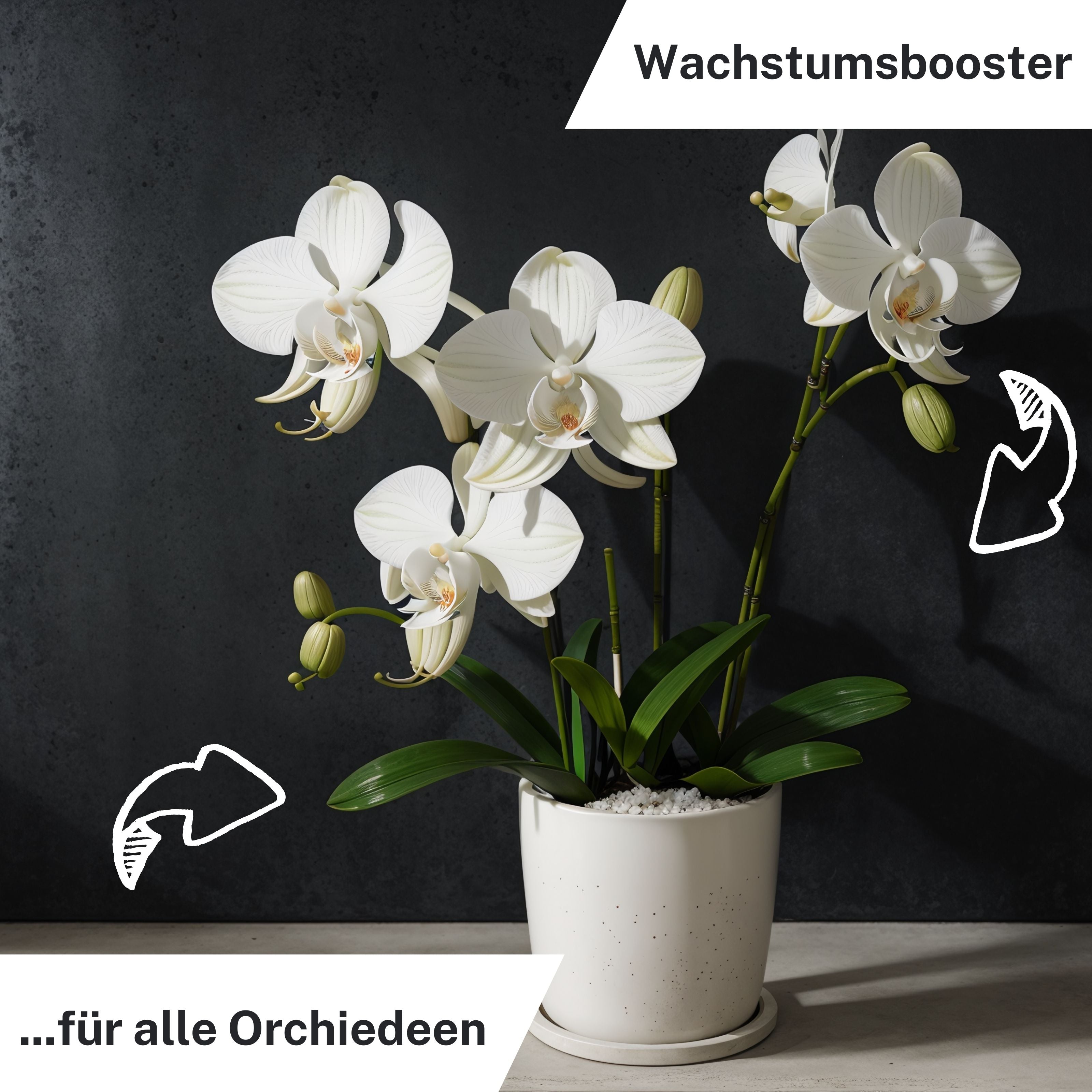 Orchideen Düngestäbchen für alle Orchideen im Innen- & Außenbereich