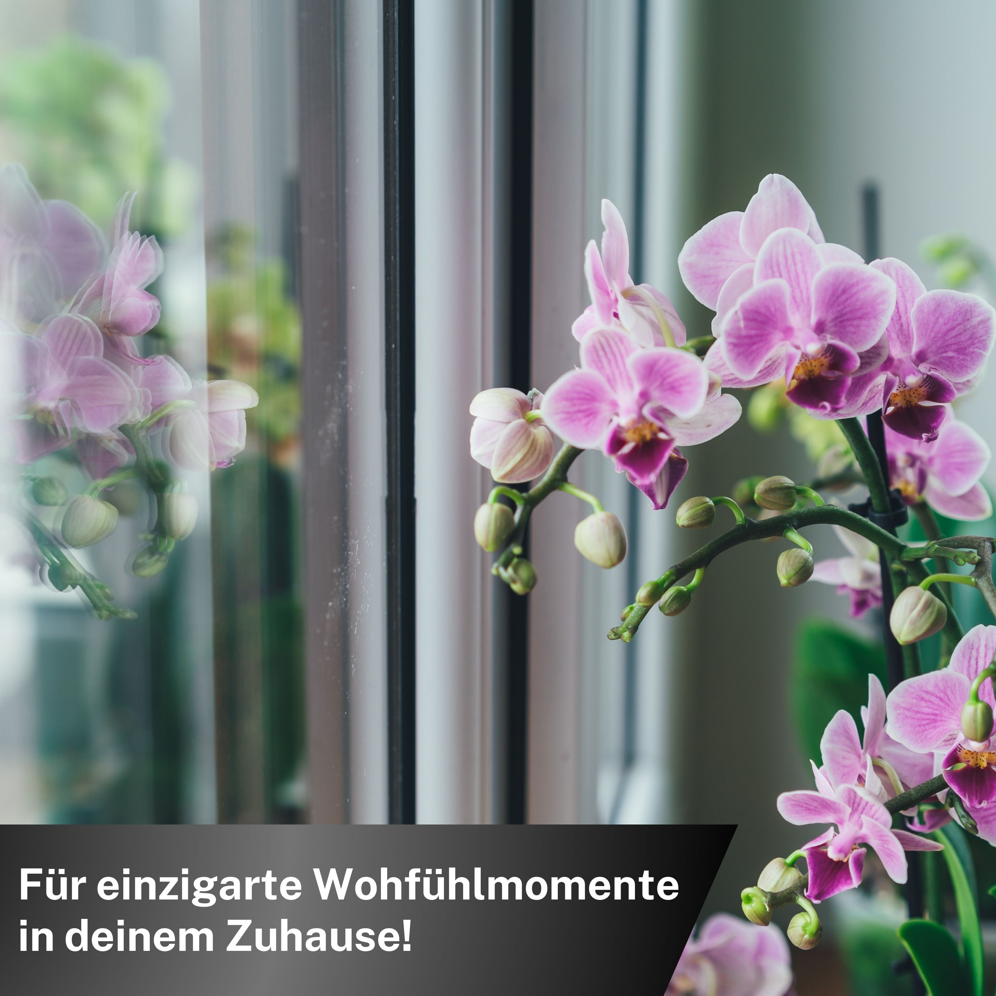 Orchideen Düngestäbchen für alle Orchideen im Innen- & Außenbereich