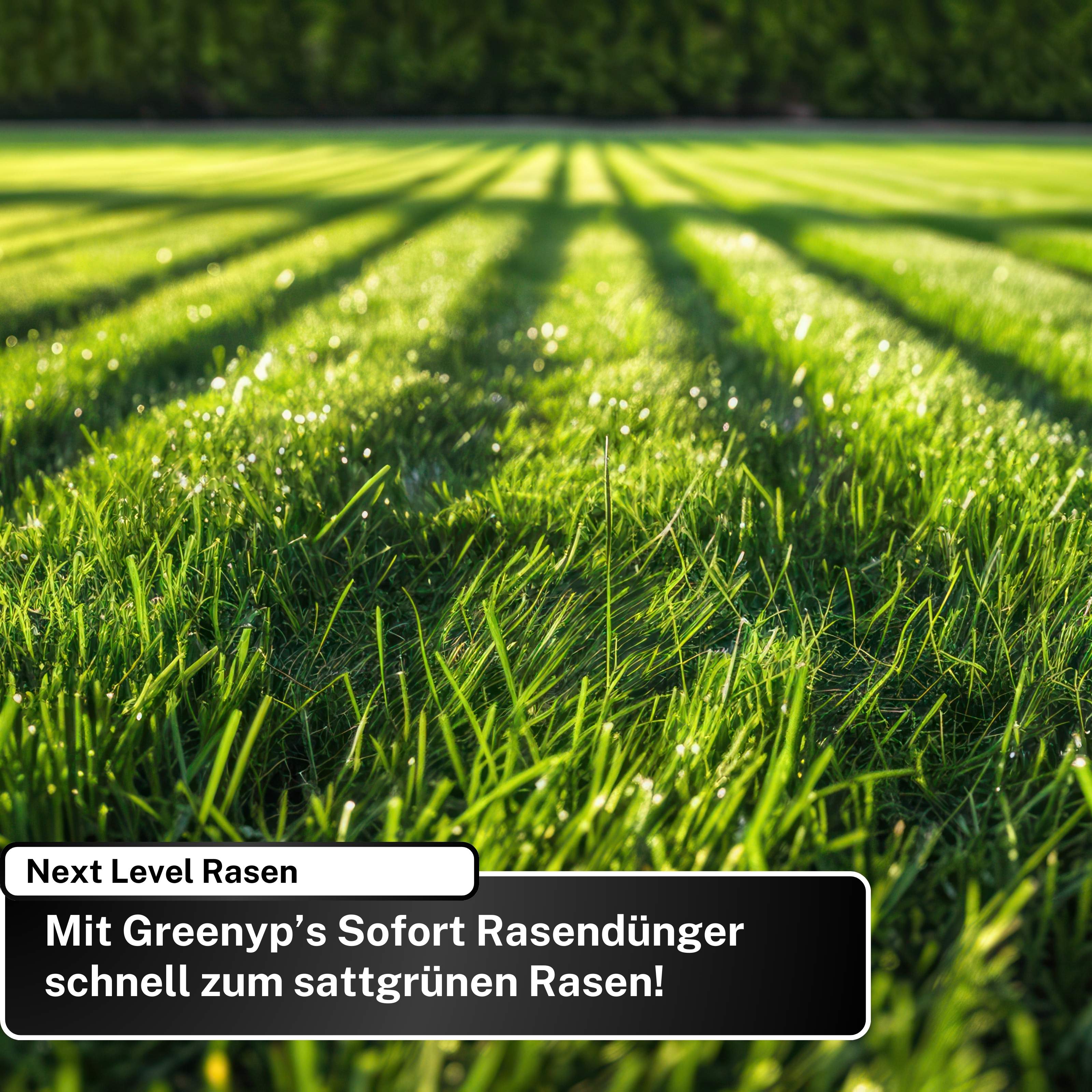 Sofort Rasendünger