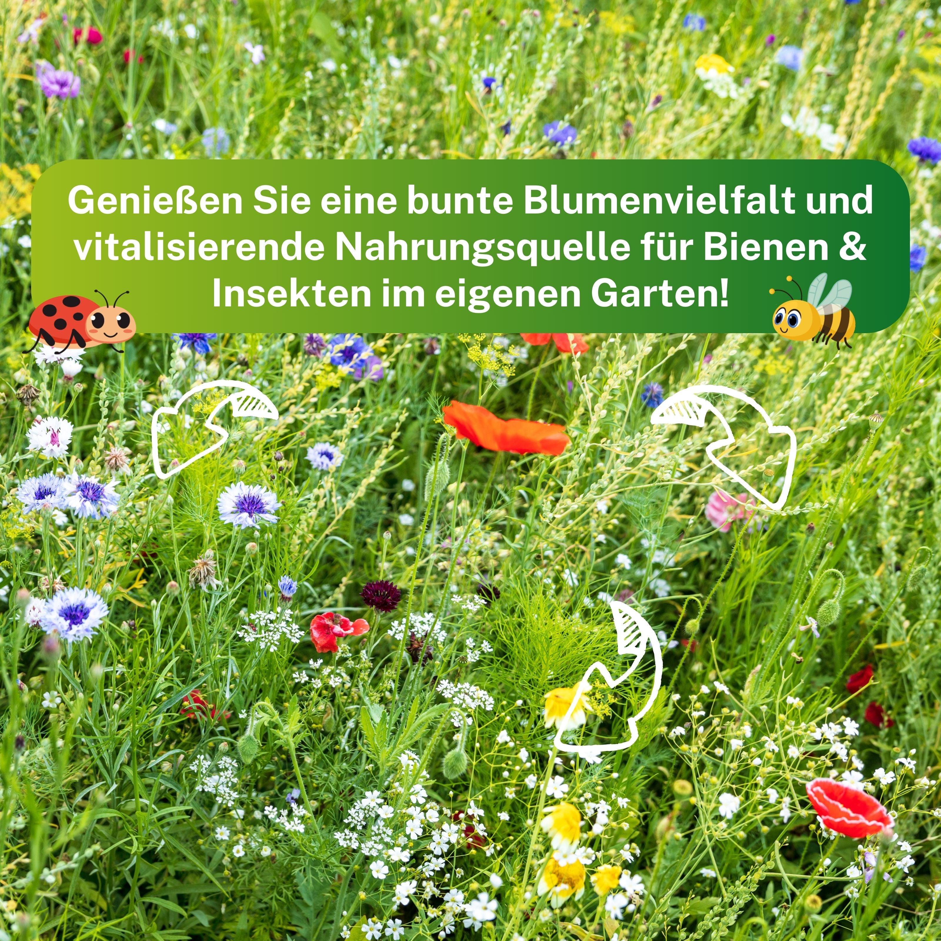 Wildblumenmischung- Heimische Wildblumenarten für Bienen, Schmetterlinge & Insekten